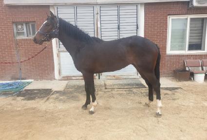 ������ ����