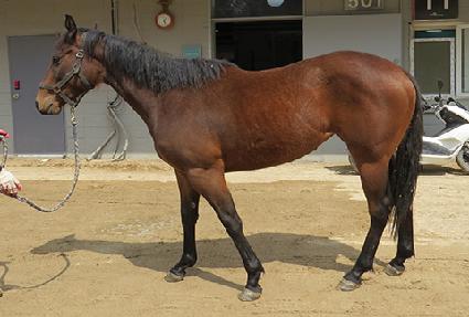 ���̾���Ʈ ����