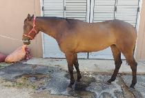 ���̾�� (IRON GIRL) ����