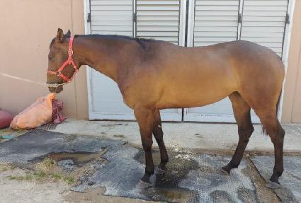 ���̾�� ����