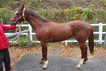 �ε���� (INDIANBOY) ����