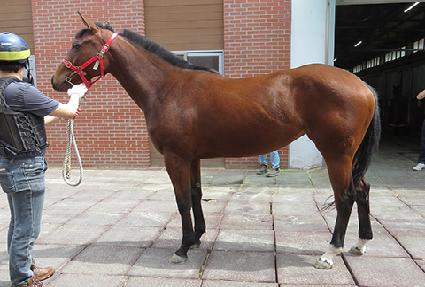 ���丮ī ����