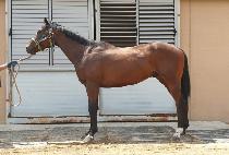 ���� (JERA) ����