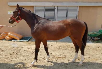 �Ҹ���ǳ ����