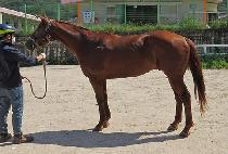 �򷹵� (BIG RED) ����