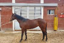 �۽�Ʈ���� (FIRST LINE) ����