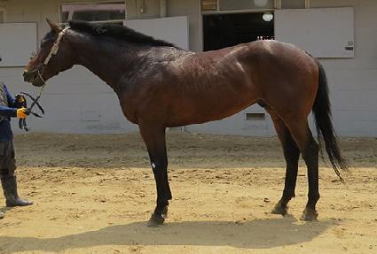 �����÷��� ����