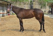 ��¿��� (RAON WOLF) ����