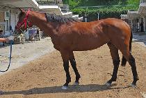 ũ�������� (CRAZY SUN) ����