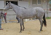 ��� (SAMSANG) ����