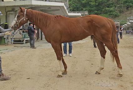 ���������� ����