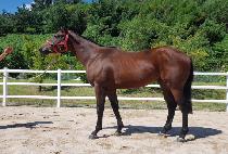 �λ��װ��ű� (BUSANHANG GALMAEGI) ����