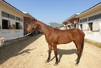 ����� (HILL MORE) ����