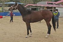 ��������̵� (MODERN PRIDE) ����