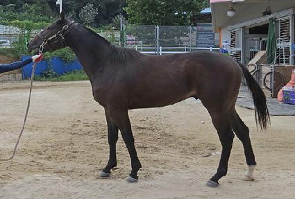 ����Ʈ���� ����