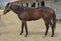 ����ƮŸ�� (BEST TIME) ����