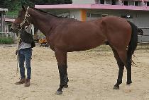 �׷��彺Ÿ (GRAND STAR) ����