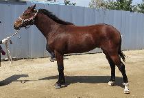 �йи�ĸƾ (FAMILY CAPTAIN) ����