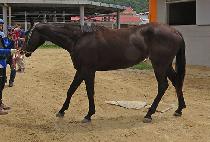 �������� (M J QUEEN) ����