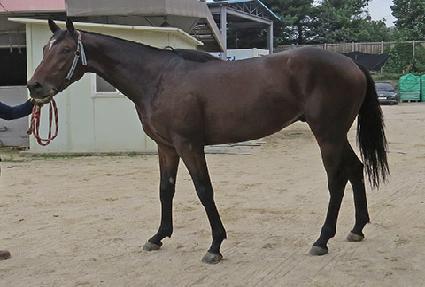 ���̳� ����