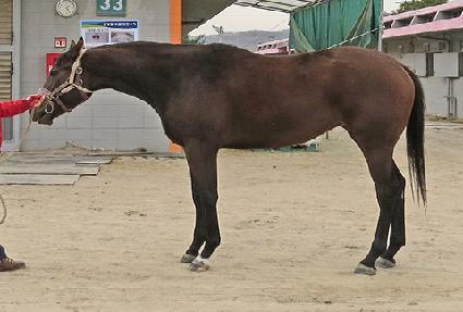 ���ο�Ĺ ����