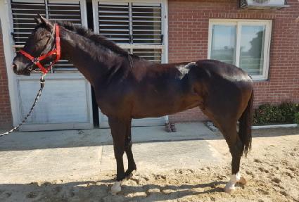 �������� ����