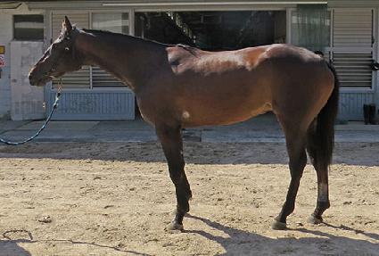 �׸��ʽ�Ÿ ����