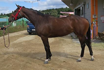 ��ٷ��̵� ����