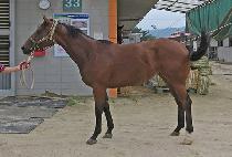 �̽�ƮƮ�ν� (EAST TROSS) ����