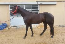 õ����� (CHEONMA BRAVO) ����