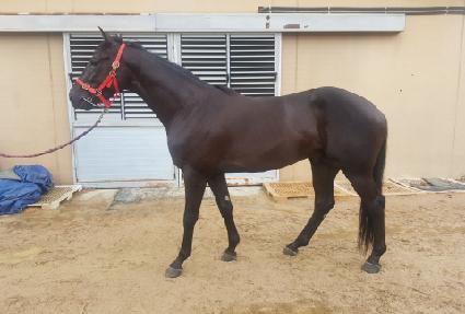 õ����� ����