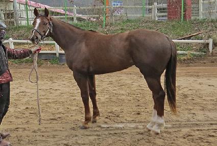 �ŵ�����̵� ����