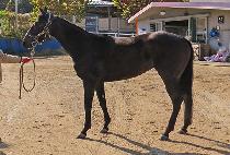 ���������� (SUPER JENAY) ����