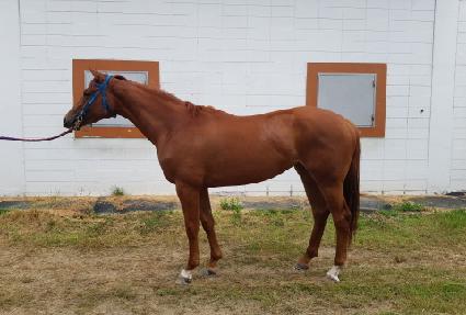 �س��ظ� ����