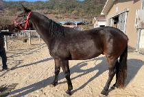 ���Ĺ (MORNING CAT) ����