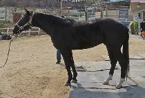 MAGIC JUNIOR picture