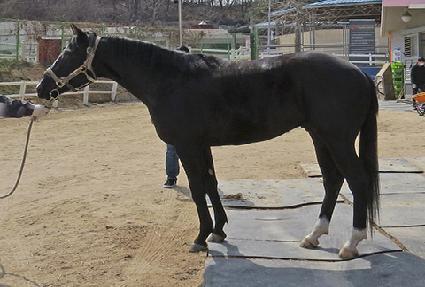 �����ִϾ� ����