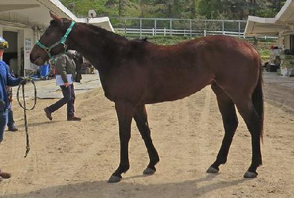 �������� ����