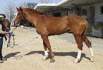 ��ٸ�ŷ�� (BAEDARI KINGDOM) ����