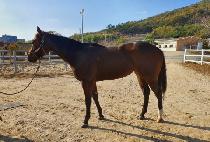 �ְ����� (CHOEGANG JILJU) ����