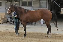 ���ī���� (GOLD KAISER) ����