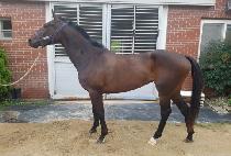 ����Ʈ�̱� (BEST EAGLE) ����