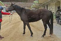 ��ũ���� (SECRET HILL) ����