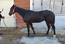 �𷯺����� (D��LOVELY QUEEN) ����