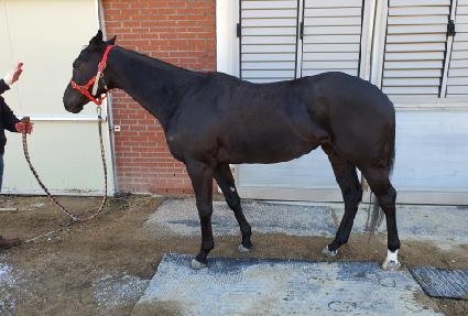 �𷯺����� ����