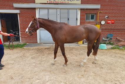 �����꽺�Ǹ� ����