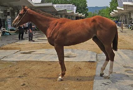 ������ ����