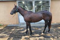 �۽�Ʈ���� (FIRST CHANCE) ����