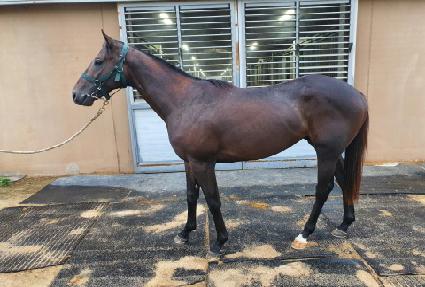 �۽�Ʈ���� ����