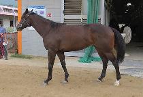 �÷����� (FLEX QUEEN) ����